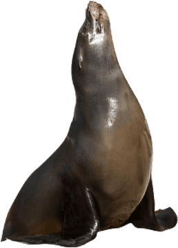 Seal